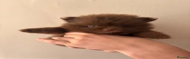 Pomeranian 1
