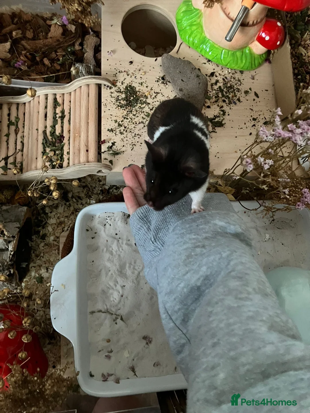 Hamster rodents for sale: Black & white male syrian with full cage setup - Advert 1
