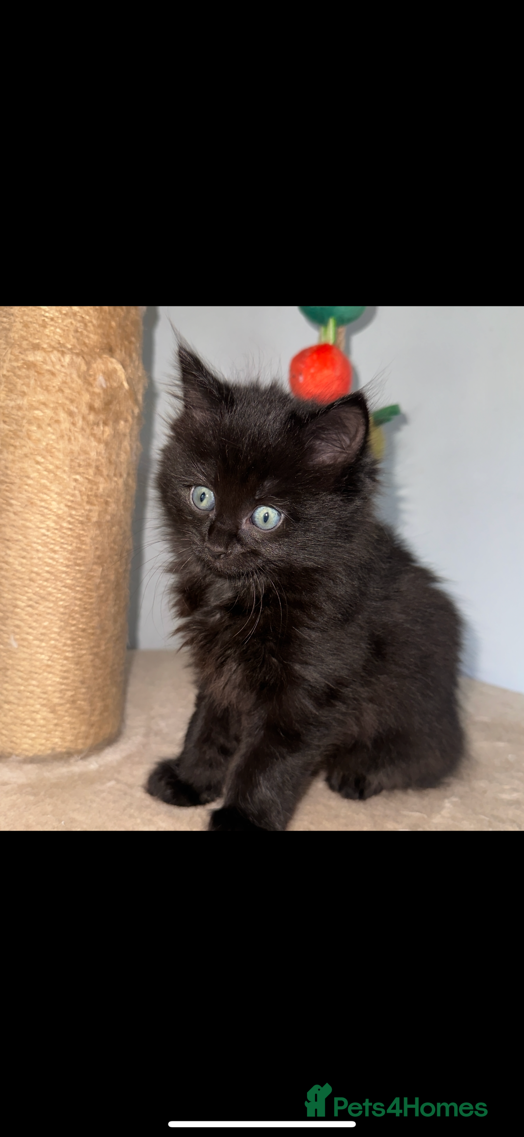 Ragdoll cats for sale: Gorgeous Ragdoll x British Shorthair Kittens  - Image 16