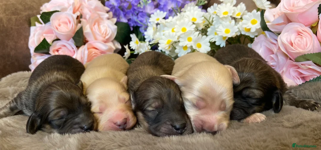 Miniature Dachshund dogs for sale: ⭐️Beautiful cream miniature dachshund puppies⭐️  - Advert 2