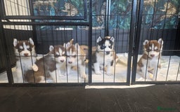 Siberian Husky dogs for sale: Gorgeous Litter of Husky Puppies - Image 10