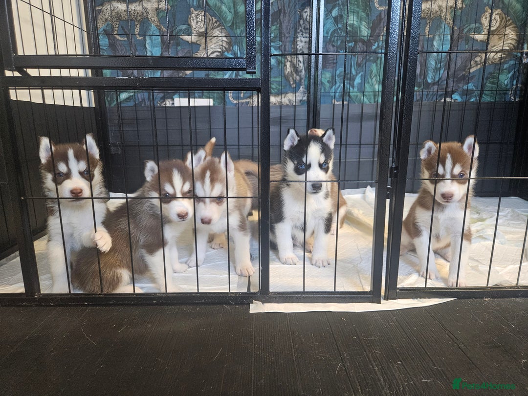 Siberian Husky dogs for sale: Gorgeous Litter of Husky Puppies - Image 10