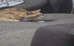 Domestic Shorthair cats for sale: 6 month on kitten  - Image 4