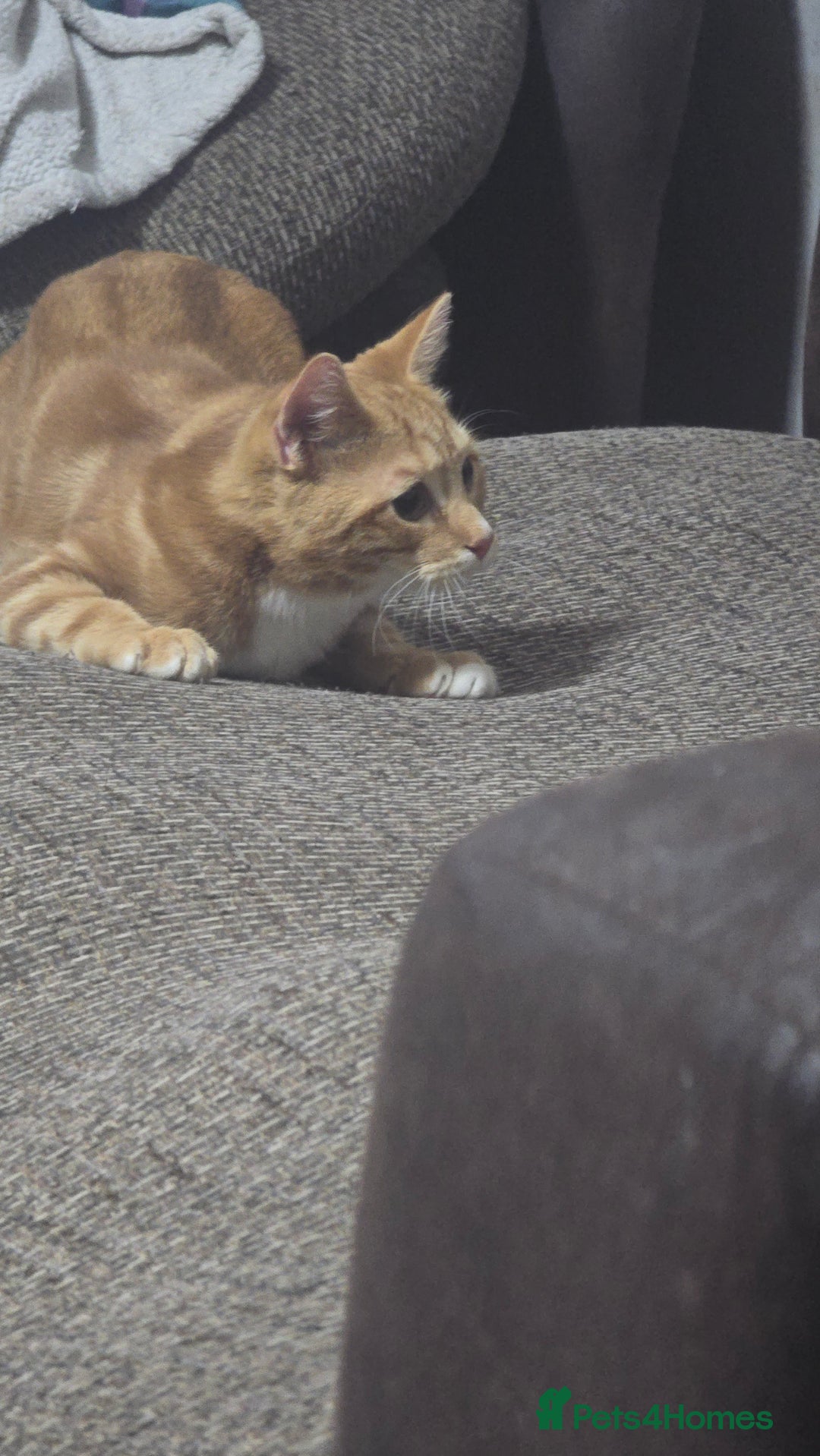 Domestic Shorthair cats for sale: 6 month on kitten  - Image 4