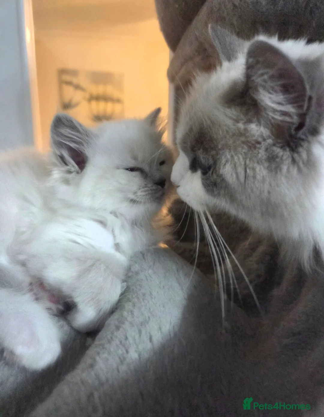 Ragdoll cats for stud: GCCF Lilac Point Ragdoll Stud Proven - Advert 12