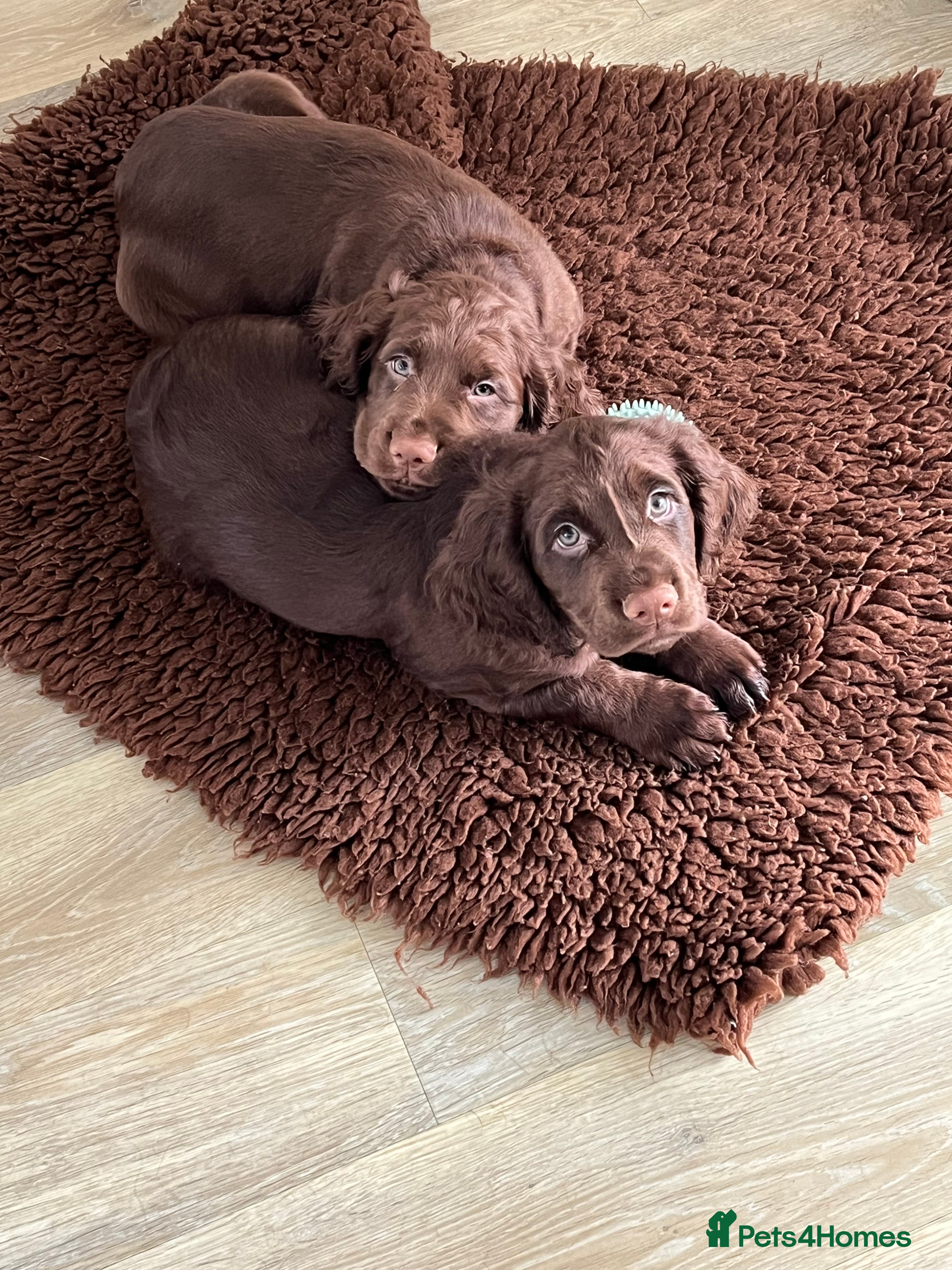 Cocker Spaniel dogs Two beautiful boy working cocker spaniels left - Advert 8