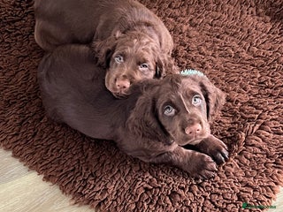 Cocker Spaniel dogs Two beautiful boy working cocker spaniels left - Advert 10