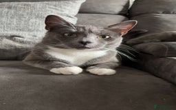 Russian Blue cats for sale: Male Russian blue cat - Image 4