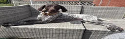 German Shorthaired Pointer dogs for sale: Exceptional KC German Shorthair Puppies  in Macclesfield - Advert 8