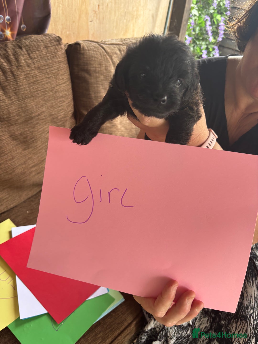 Mixed Breed dogs for sale: Norfolk terrier cross by toy poodle - Image 13