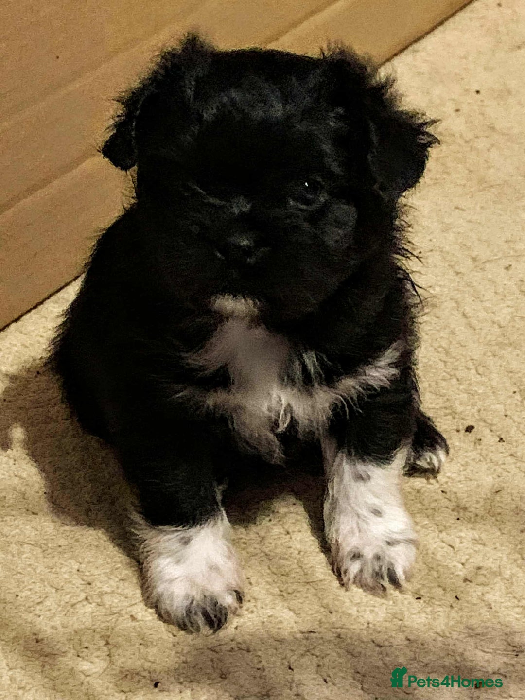 Mixed Breed dogs for sale: Pug cross shitzhu female puppies - Image 4