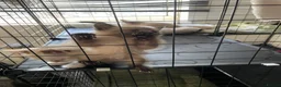 Siamese cats for sale: Beautiful Trio 🩷 - Advert 20