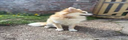 Pomeranian dogs for stud: PROVEN Pomeranian for STUD  - Advert 3