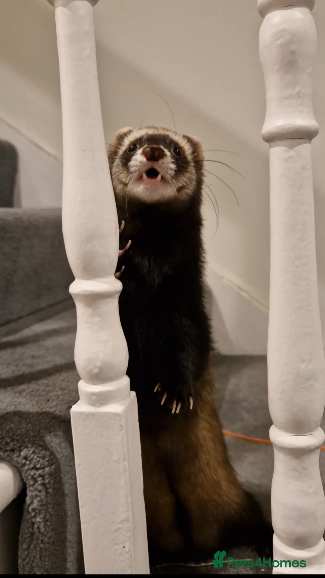 Ferret rodents for sale: Super sweet and friendly male ferret - Advert 2