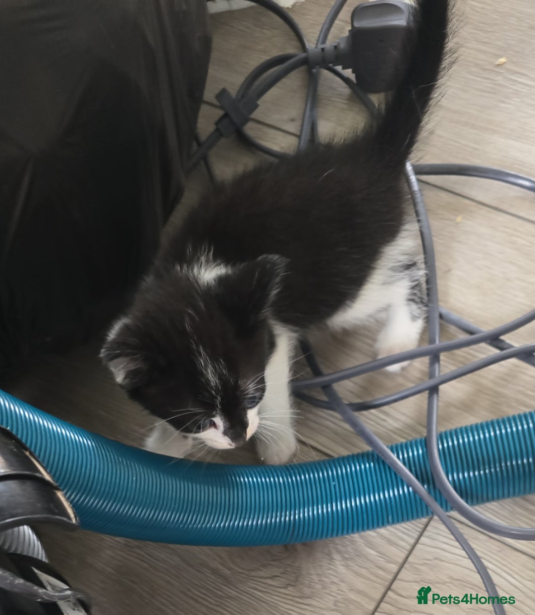 Mixed Breed cats for sale: 3 black and white boy kittens for sale  - Image 2