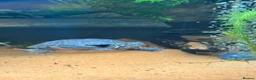 Turtle reptiles for sale: 2 musk turtles and set up  - Advert 5