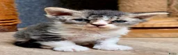 Selkirk Rex cats for sale: Gorgeous Selkirk rex kittens 😻 - Advert 10