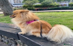 Pomeranian dogs for sale: Bonnie the Pomeranian - Image 3