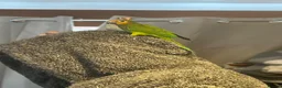 Conures birds for sale: Pair of conures in Ipswich - Advert 3