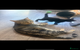 Mixed Breed cats for sale: Last 2 beautiful black marked kittens READY NOW - Image 14