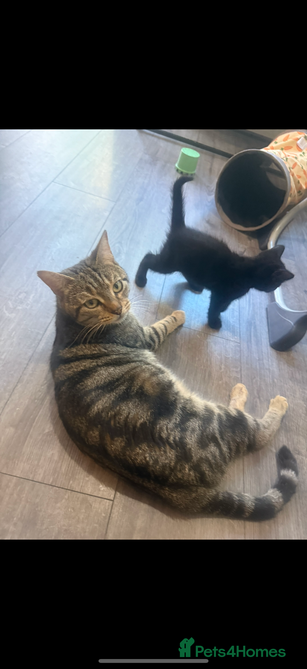 Mixed Breed cats for sale: Last 2 beautiful black marked kittens READY NOW - Image 14