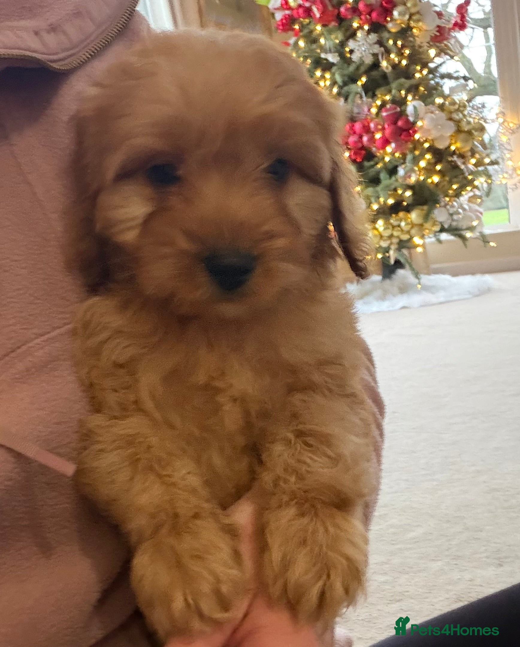 Cockapoo dogs Beautiful hereditary healthy 2 male pups - Advert 2