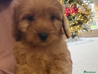 Cockapoo dogs Beautiful hereditary healthy 2 male pups - Advert 2
