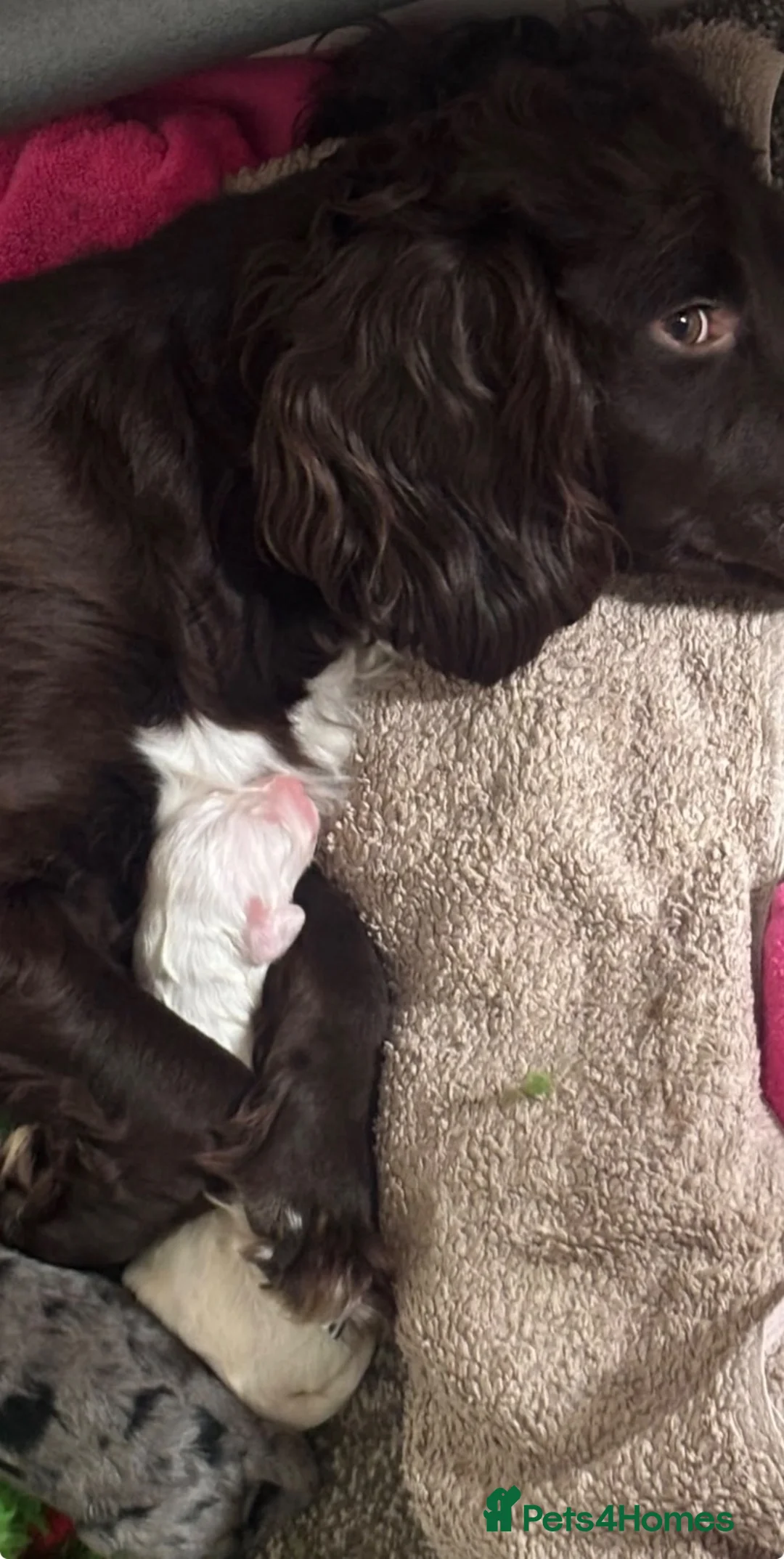 Mixed Breed dogs for sale: Sprockerpoo F1b puppies - Advert 22