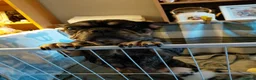 French Bulldog dogs for sale: Female french bulldog - Advert 12