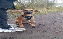 Mixed Breed dogs for sale: 14 month old German shepherd X Saluki  - Image 1