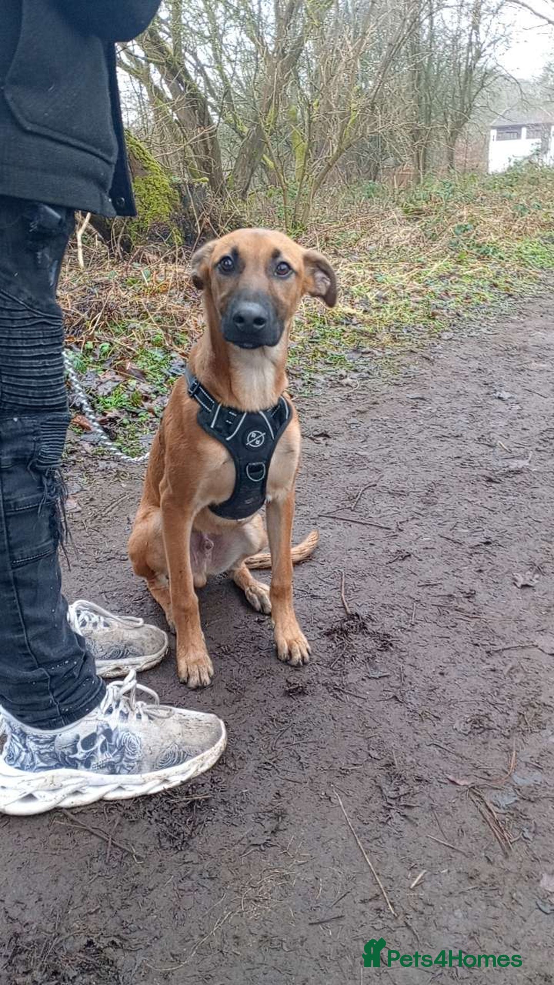 Mixed Breed dogs for sale: 14 month old German shepherd X Saluki  - Image 1