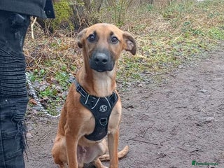 Mixed Breed dogs - Advert 14