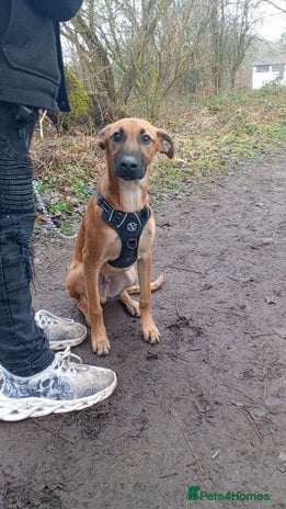 Mixed Breed dogs - Advert 1