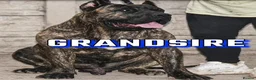Mixed Breed dogs for sale: Bull presa pups  - Advert 4