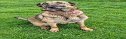 Mixed Breed dogs for sale: Belguim Malinois Puppies  - Advert 14