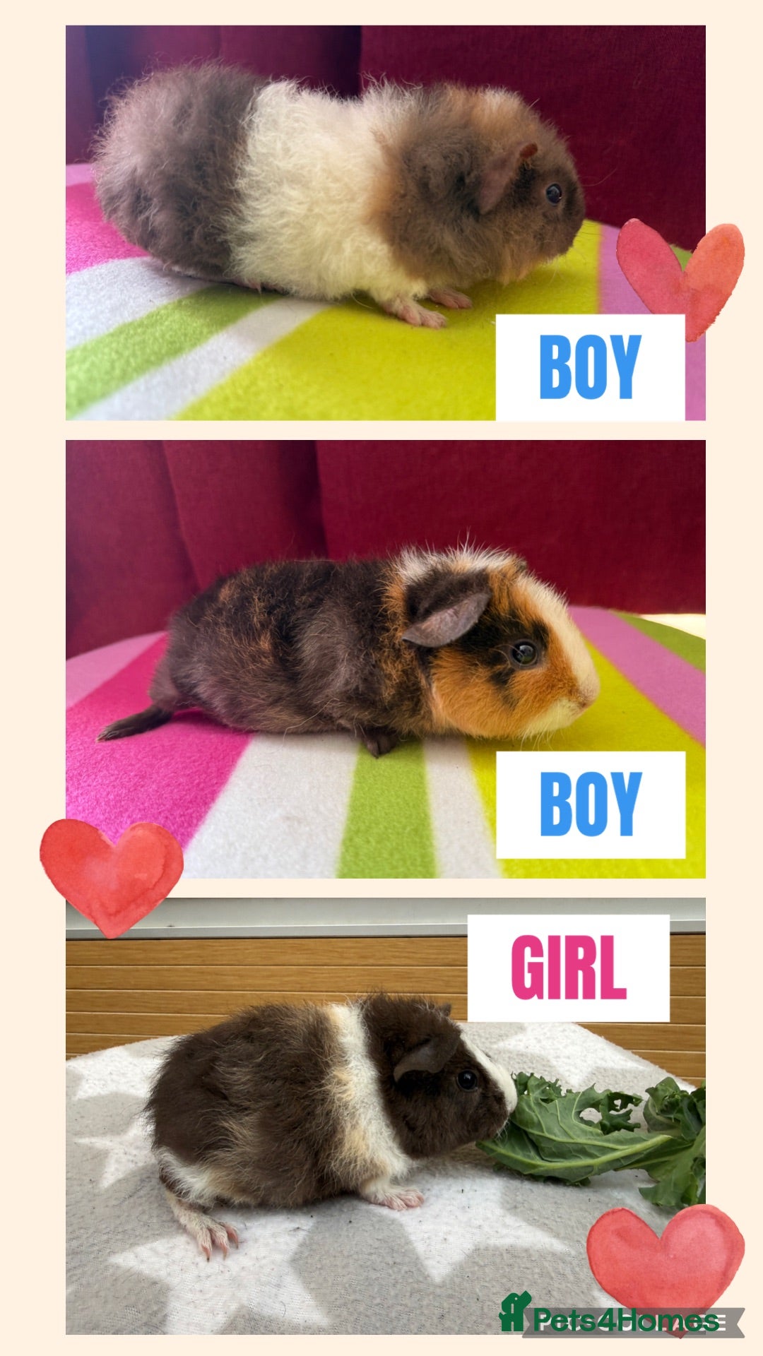 Guinea Pig rodents 2 baby male & 1 female teddy guineapigs AVAILABLE  - Advert 1
