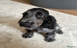 Cocker Spaniel dogs for sale: Blue roan show cocker spaniel  - Image 19