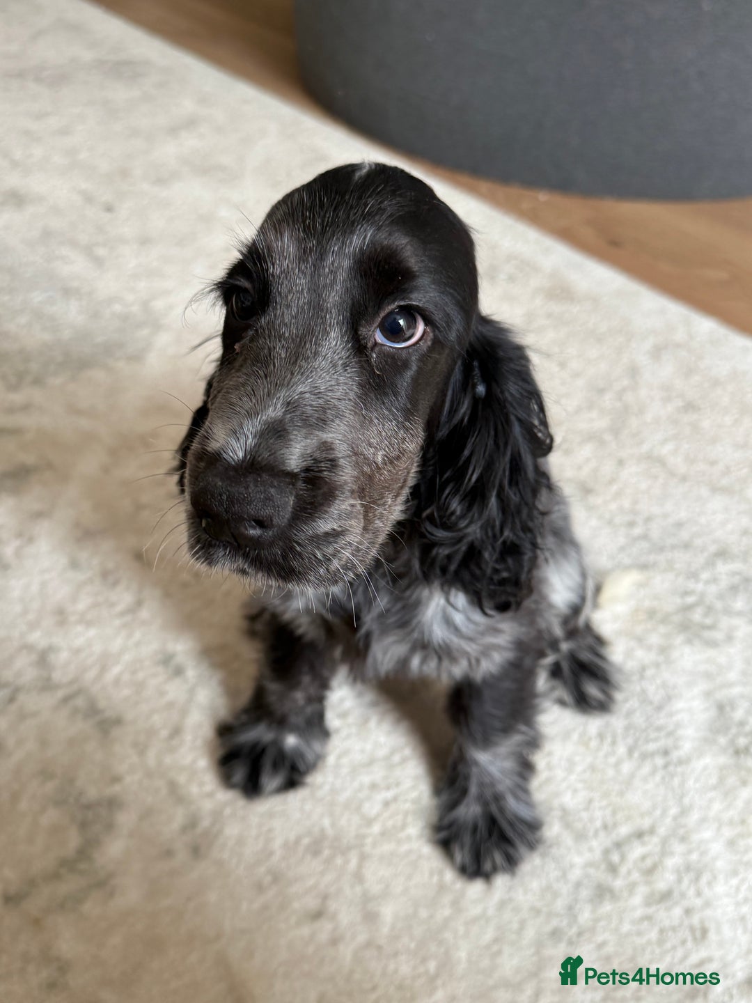 Cocker Spaniel dogs for sale: Blue roan show cocker spaniel  - Image 19