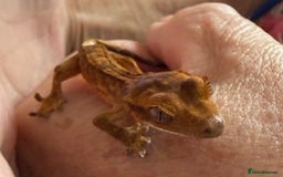 Gecko reptiles for sale: Crested and Chinese Cave Geckos - Image 5
