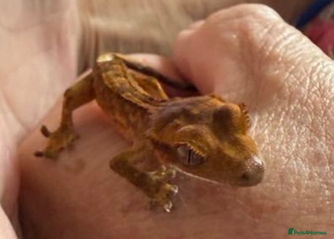 Gecko reptiles for sale: Crested and Chinese Cave Geckos - Image 5