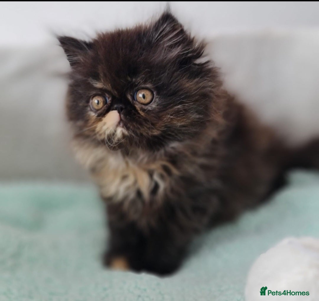 Persian cats for sale: Beautiful kittens looking for loving homes!!! in Stanford-le-Hope - Image 10