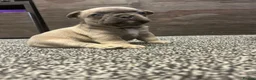 French Bulldog dogs for sale: 3 quality French bulldog girls ready to leave - Advert 7