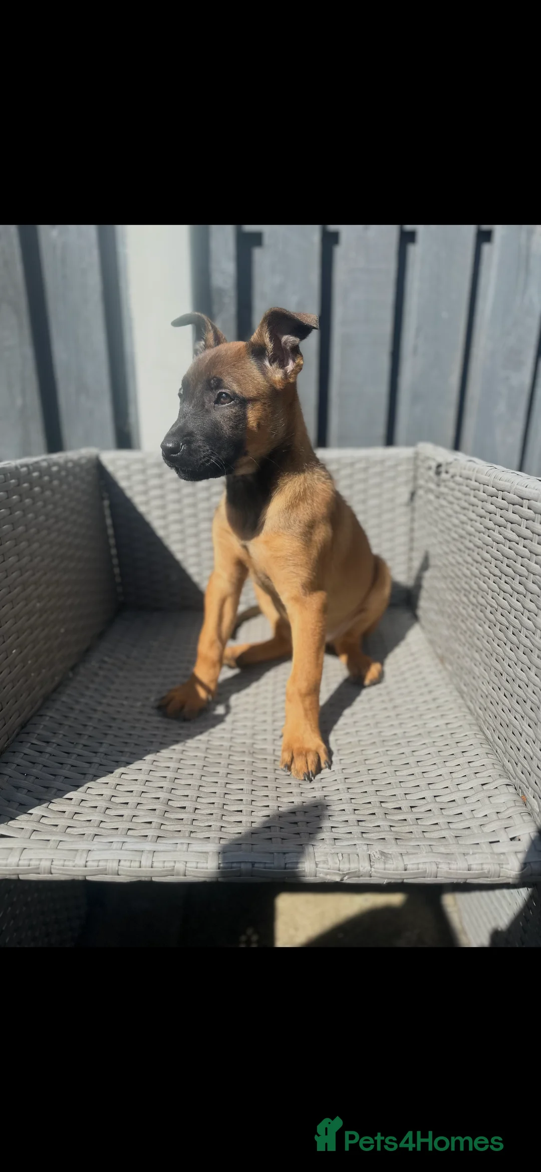 Belgian Shepherd Dog dogs for sale: 💥💥 Last 2 Belgium Malinois 💥💥 in Liverpool - Advert 2