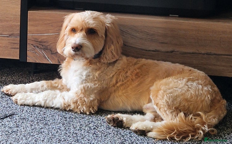 Cockapoo dogs in Sutton-in-Ashfield - Advert 12