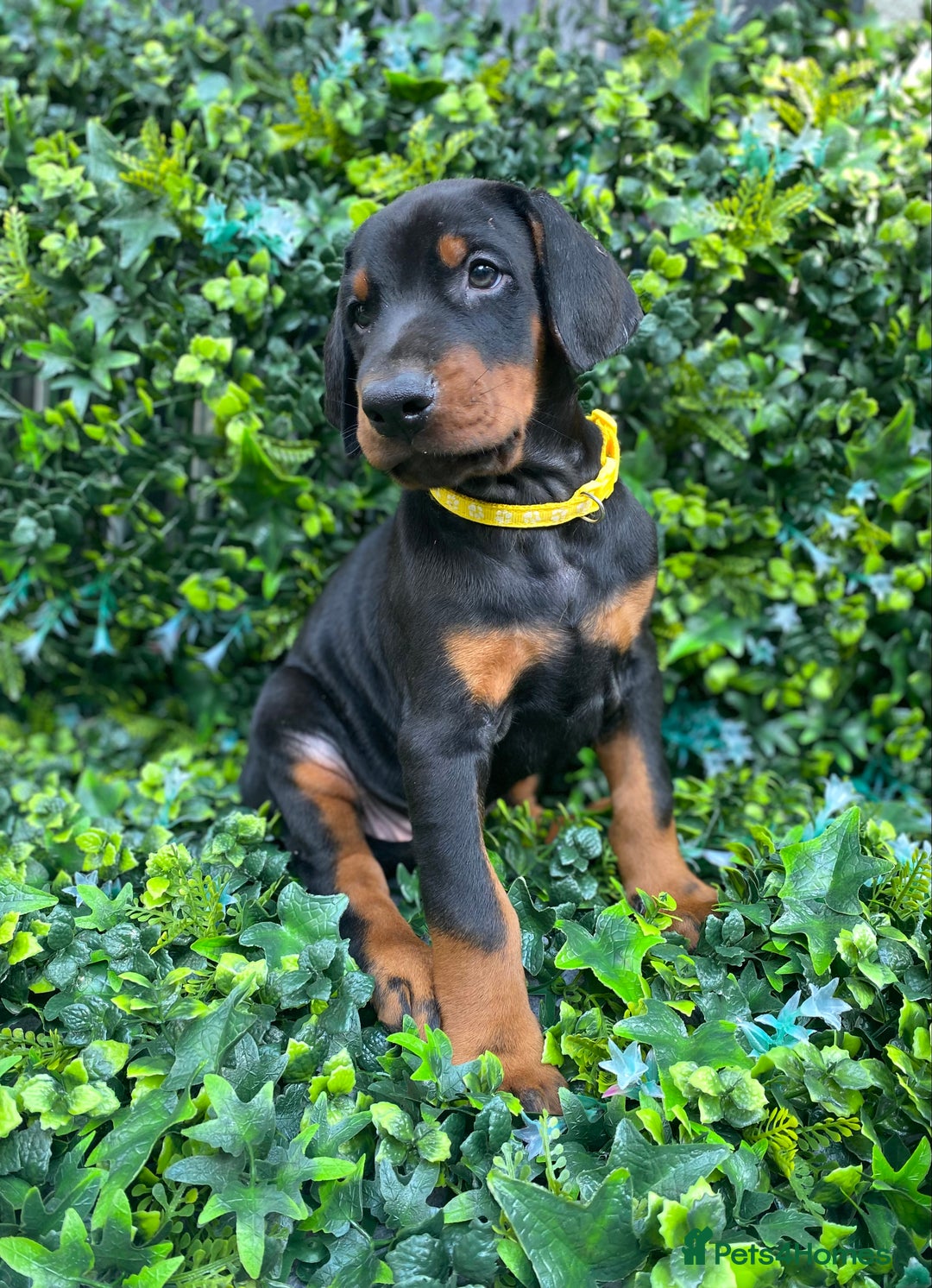 Dobermann dogs for sale: KC REGISTERED DOBERMAN ( 11 months old : Intact) - Advert 15