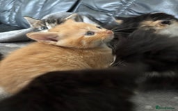 Mixed Breed cats for sale: sweet, cute kitten (Bsh X persian)  - Image 8