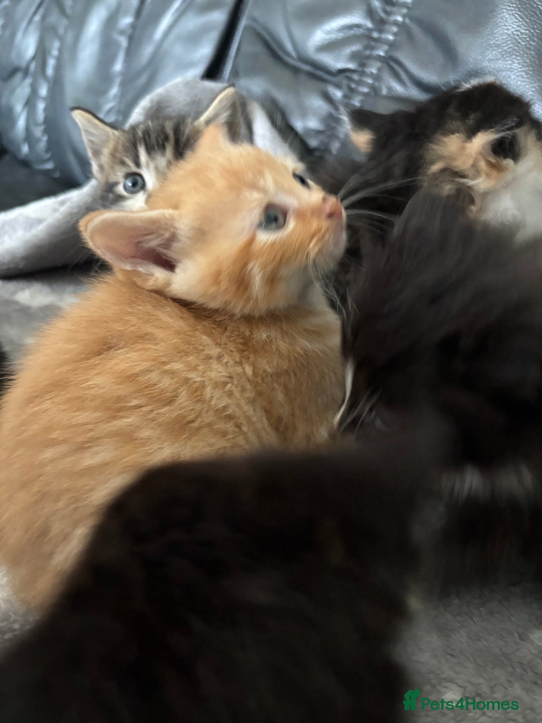 Mixed Breed cats for sale: sweet, cute kitten (Bsh X persian)  - Image 8