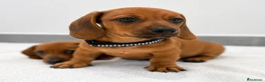 Miniature Dachshund 1