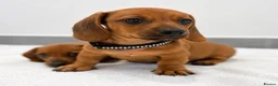 Miniature Dachshund dogs for sale: ⭐️ KC Registered Miniature Dachshund Puppies⭐️  - Advert 11