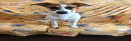Mixed Breed dogs for adoption: Jillie 🐾 in Beverley - Advert 3